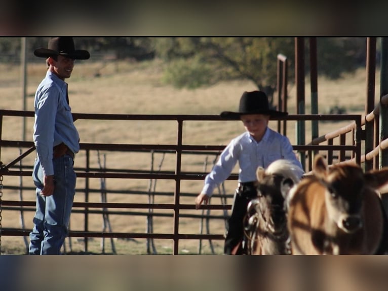 Plus de poneys/petits chevaux Étalon 7 Ans 86 cm Palomino in Stephenville