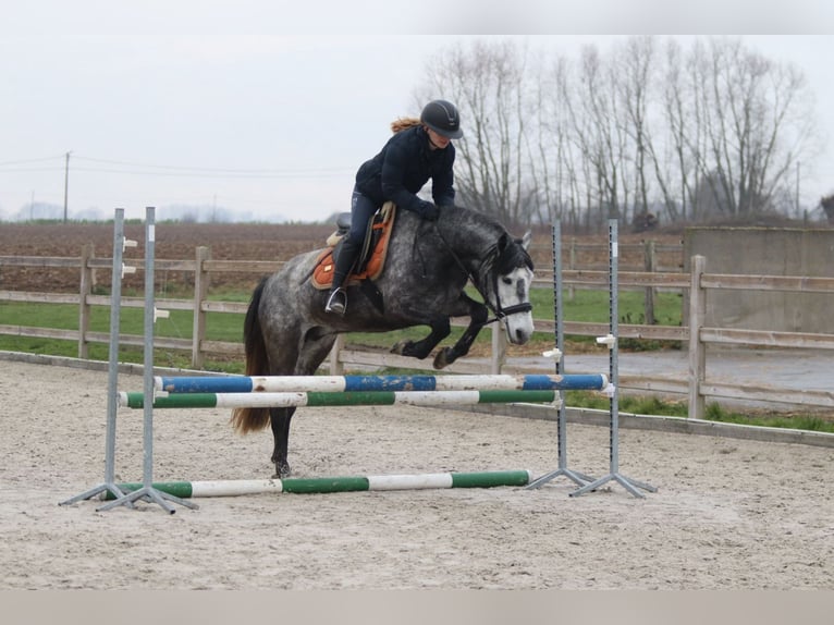Plus de poneys/petits chevaux Étalon 8 Ans 145 cm Rouan bleu in Bogaarden
