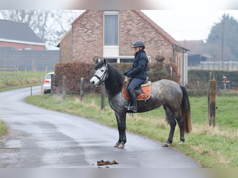 Plus de poneys/petits chevaux Étalon 8 Ans 145 cm Rouan bleu in Bogaarden