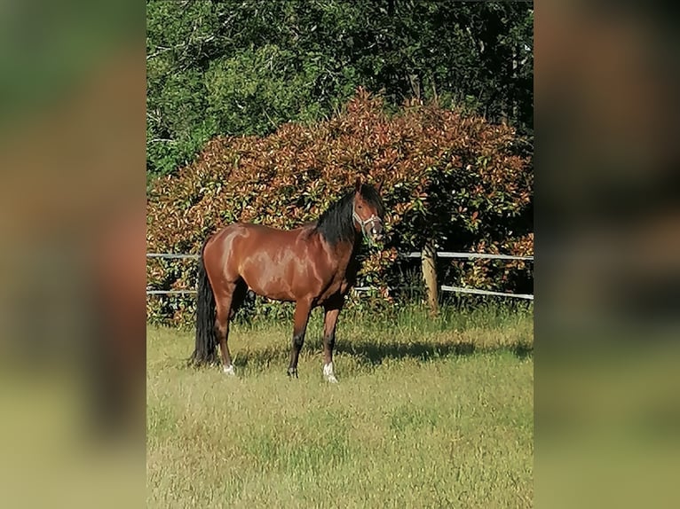 Plus de poneys/petits chevaux Étalon 8 Ans 150 cm Bai in Listrac-M&#xE9;doc