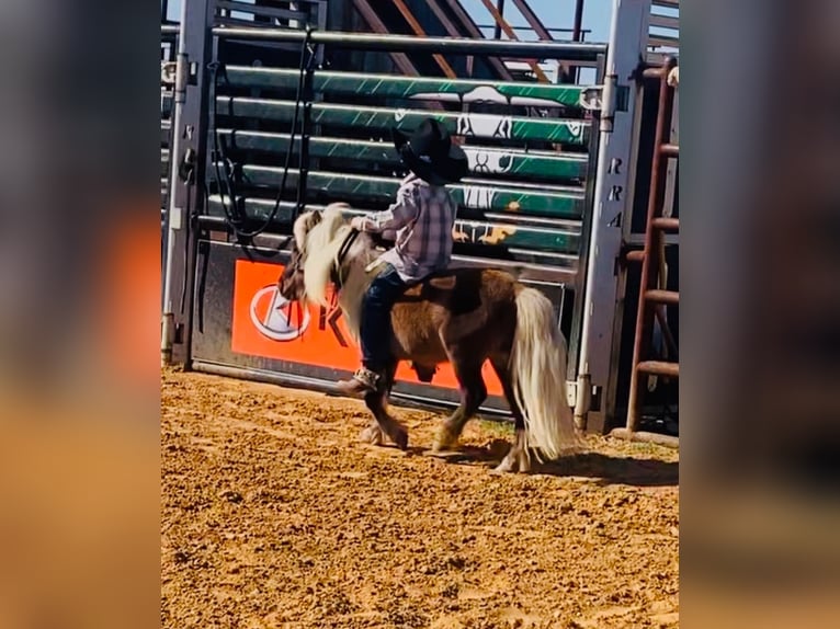 Plus de poneys/petits chevaux Étalon 8 Ans 86 cm Palomino in Stephenville