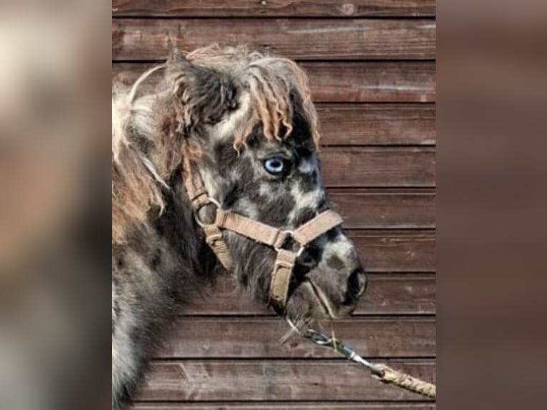 Plus de poneys/petits chevaux Croisé Étalon Poulain (04/2025) 118 cm Léopard in Freren