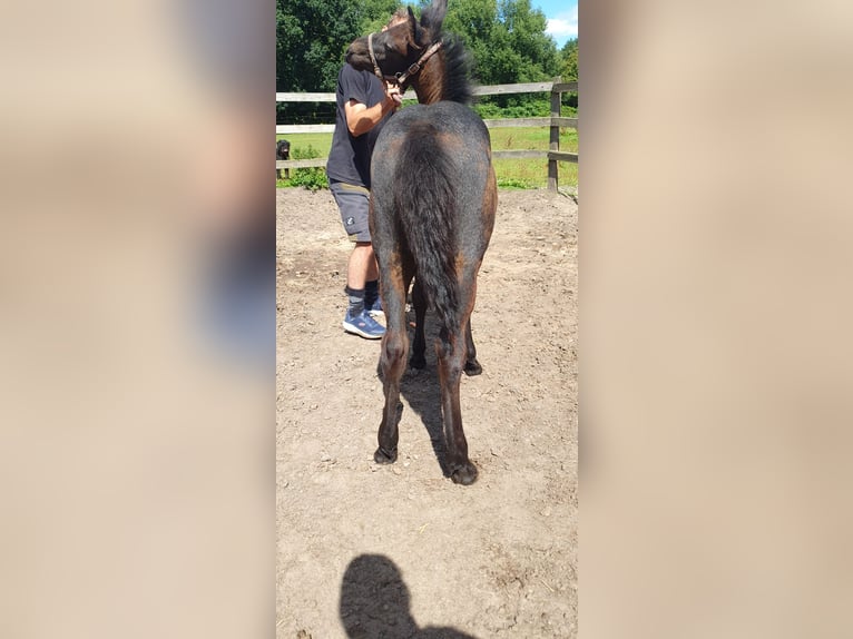 Plus de poneys/petits chevaux Étalon Poulain (04/2025) 155 cm Gris noir in Timmendorfer Strand