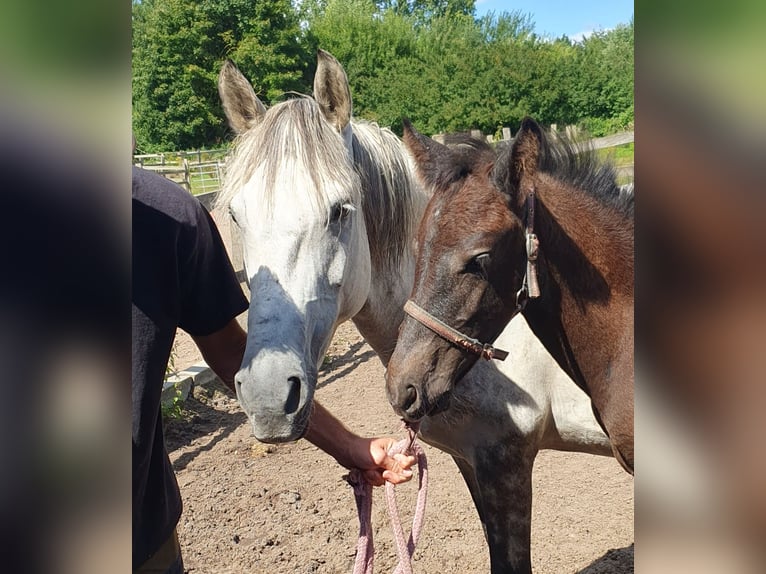 Plus de poneys/petits chevaux Étalon Poulain (04/2025) 155 cm Gris noir in Timmendorfer Strand