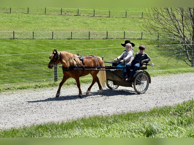 Plus de poneys/petits chevaux Hongre 10 Ans 112 cm Alezan brûlé in Fresno