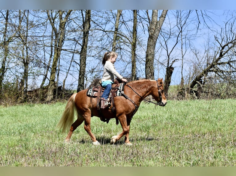 Plus de poneys/petits chevaux Hongre 10 Ans 112 cm Alezan brûlé in Fresno