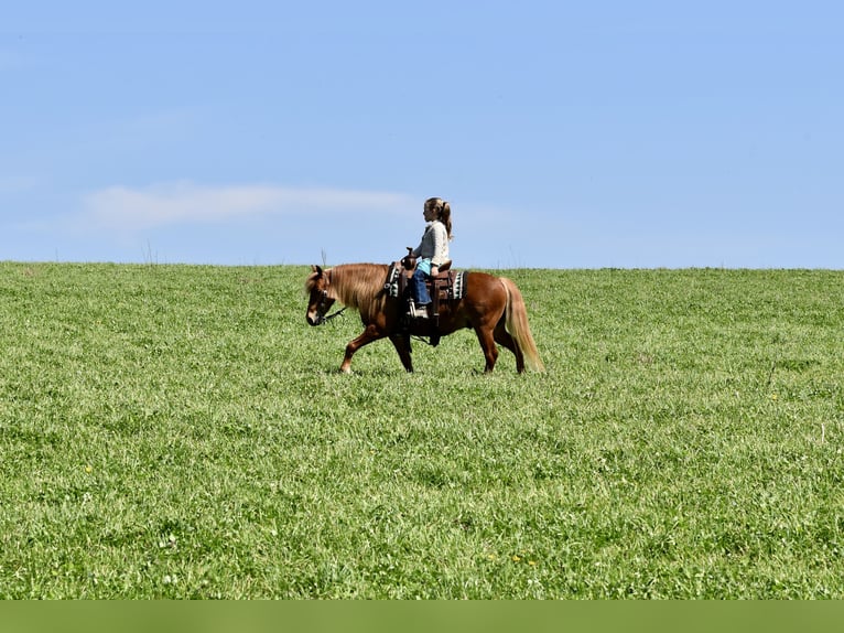 Plus de poneys/petits chevaux Hongre 10 Ans 112 cm Alezan brûlé in Fresno
