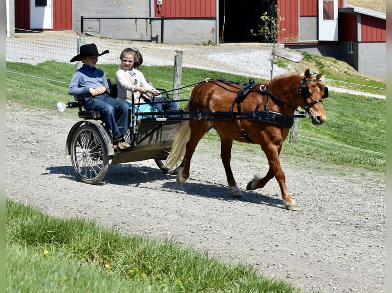 Plus de poneys/petits chevaux Hongre 10 Ans 112 cm Alezan brûlé in Fresno
