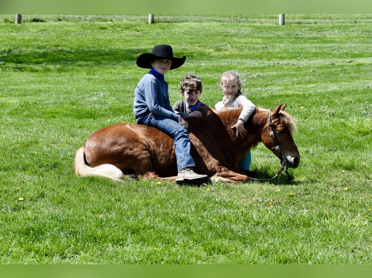 Plus de poneys/petits chevaux Hongre 10 Ans 112 cm Alezan brûlé in Fresno