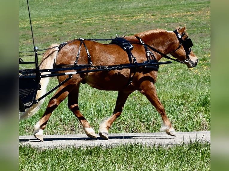 Plus de poneys/petits chevaux Hongre 10 Ans 112 cm Alezan brûlé in Fresno