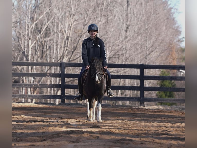 Plus de poneys/petits chevaux Hongre 10 Ans 112 cm Pinto in Clover
