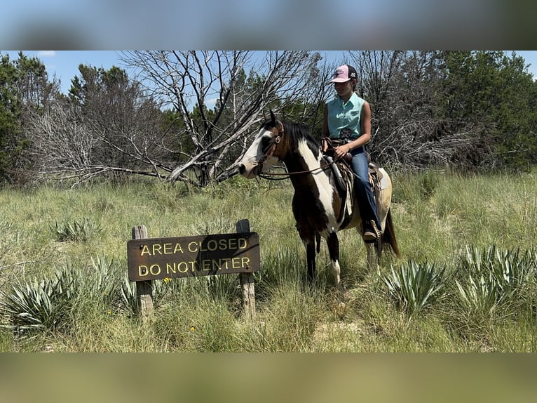 Plus de poneys/petits chevaux Hongre 10 Ans 117 cm Overo-toutes couleurs in Cleburne, TX