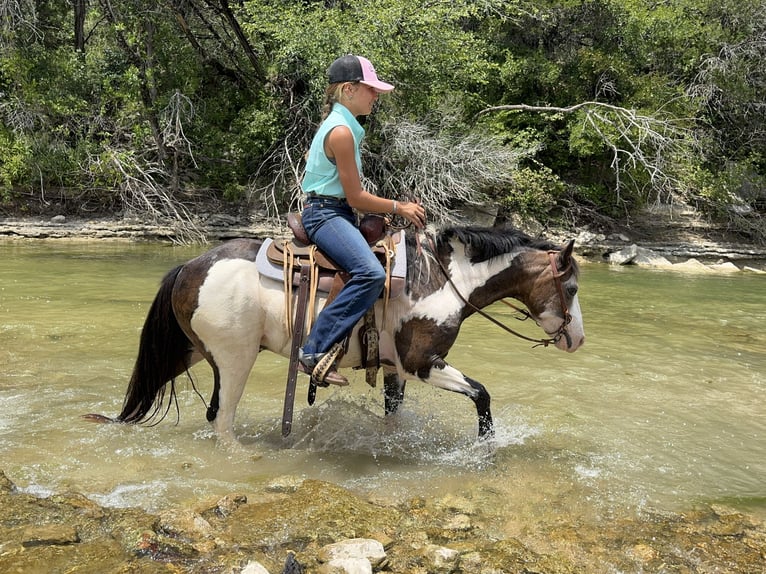 Plus de poneys/petits chevaux Hongre 10 Ans 117 cm Overo-toutes couleurs in Cleburne, TX