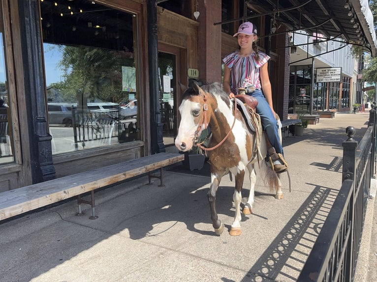 Plus de poneys/petits chevaux Hongre 10 Ans 117 cm Overo-toutes couleurs in Cleburne, TX