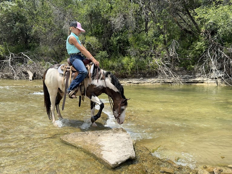 Plus de poneys/petits chevaux Hongre 10 Ans 117 cm Overo-toutes couleurs in Cleburne, TX