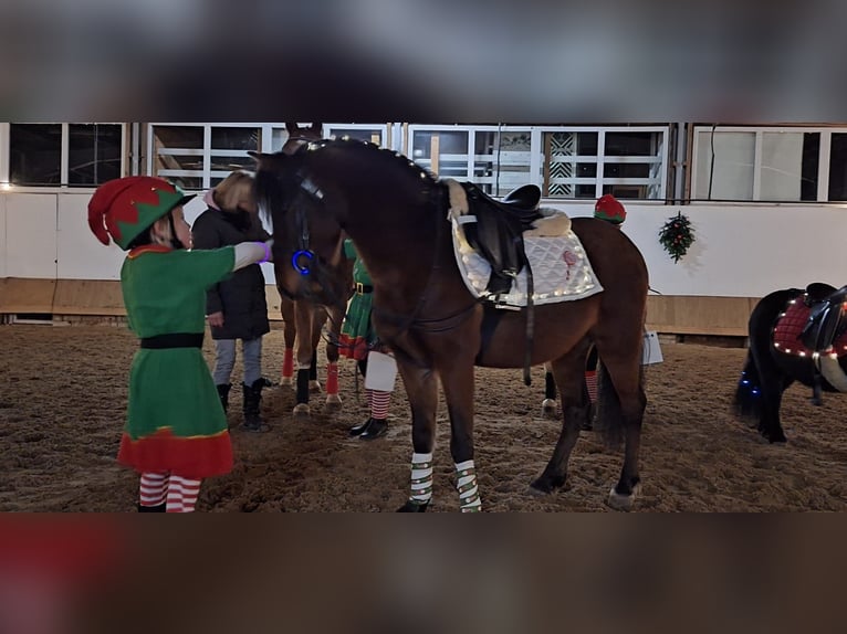 Plus de poneys/petits chevaux Croisé Hongre 10 Ans 122 cm Bai in Warstein