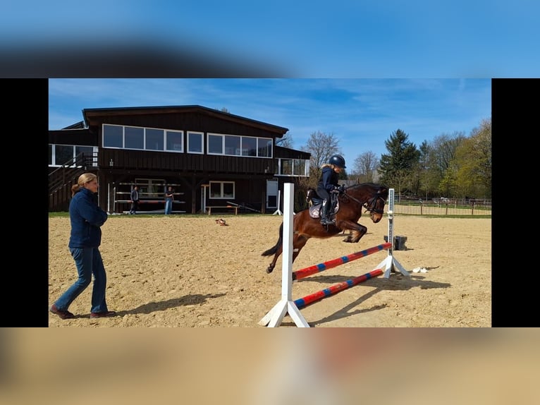 Plus de poneys/petits chevaux Croisé Hongre 10 Ans 122 cm Bai in Warstein