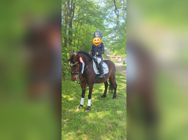 Plus de poneys/petits chevaux Croisé Hongre 10 Ans 122 cm Bai in Warstein