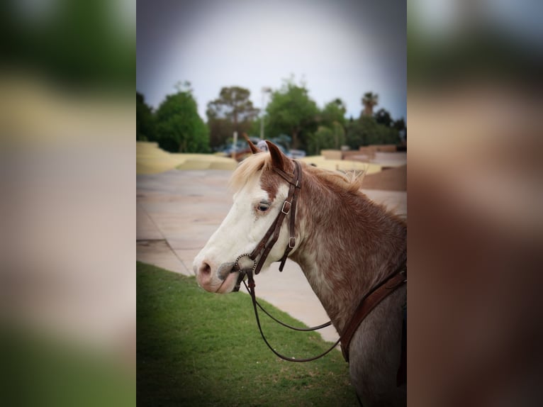 Plus de poneys/petits chevaux Hongre 10 Ans 122 cm Rouan Rouge in Dallas