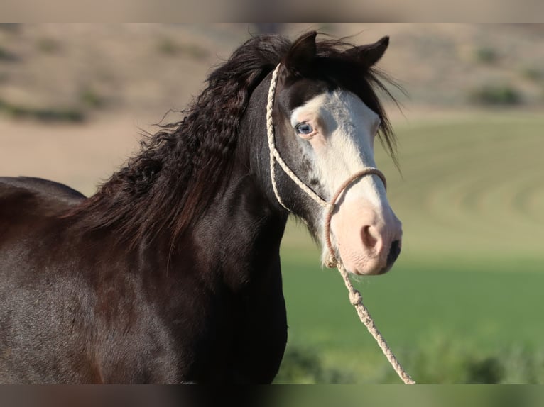 Plus de poneys/petits chevaux Hongre 10 Ans 124 cm Pinto in Hamer