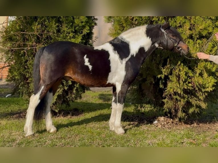 Plus de poneys/petits chevaux Hongre 10 Ans 125 cm Pinto in Rechnitz