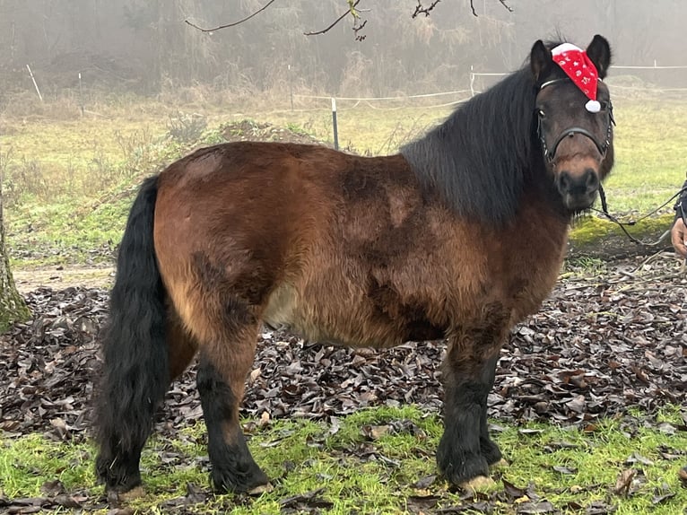 Plus de poneys/petits chevaux Hongre 10 Ans 126 cm Bai in Ursensollen
