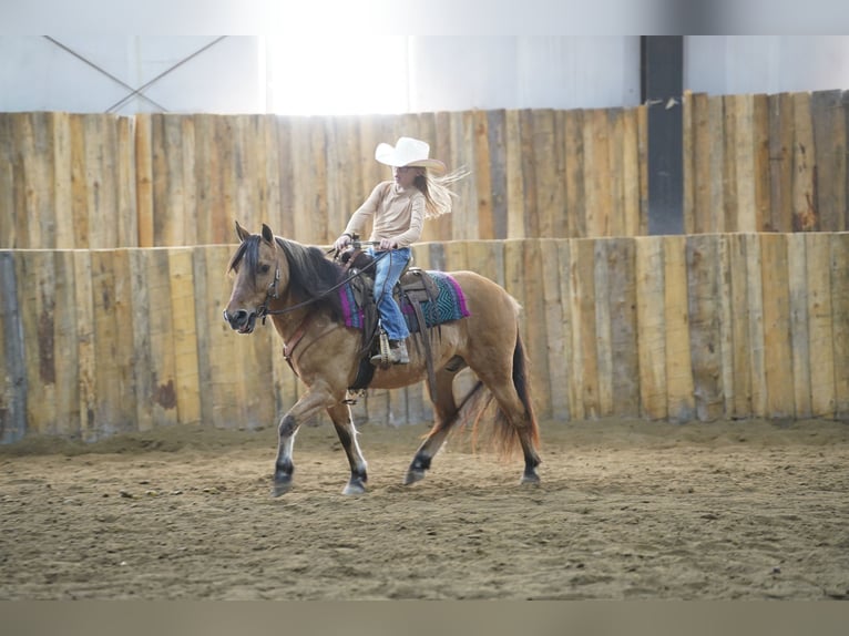 Plus de poneys/petits chevaux Hongre 10 Ans 130 cm Isabelle in Corsica