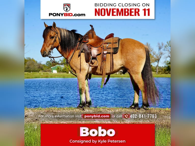 Plus de poneys/petits chevaux Hongre 10 Ans 130 cm Isabelle in Corsica