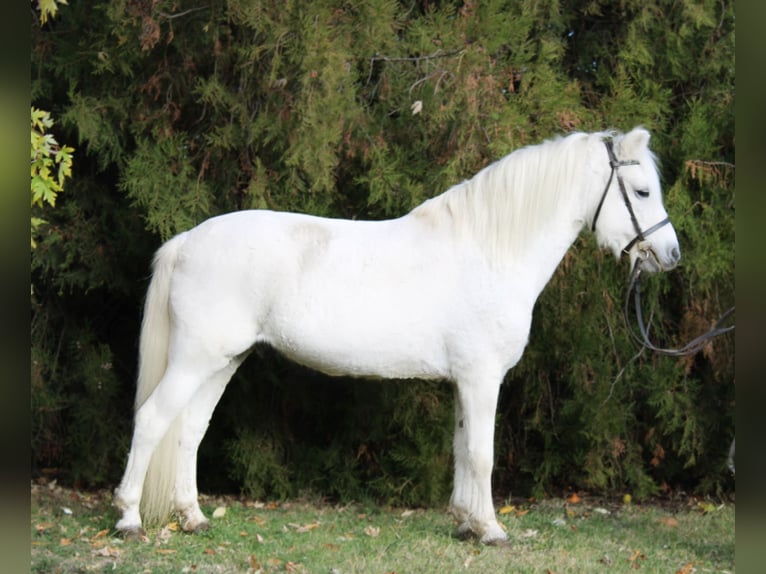 Plus de poneys/petits chevaux Hongre 10 Ans 132 cm Gris in Békés Plus de poneys/petits chevaux Hongre 10 Ans 132 cm Gris in Békés