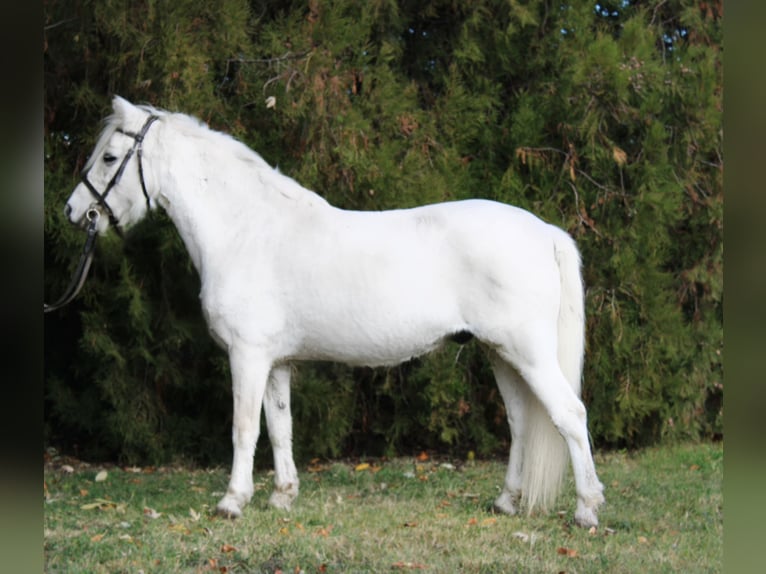 Plus de poneys/petits chevaux Hongre 10 Ans 132 cm Gris in Békés Plus de poneys/petits chevaux Hongre 10 Ans 132 cm Gris in Békés