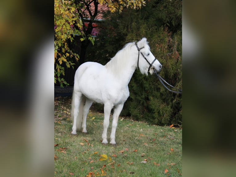 Plus de poneys/petits chevaux Hongre 10 Ans 132 cm Gris in Békés Plus de poneys/petits chevaux Hongre 10 Ans 132 cm Gris in Békés