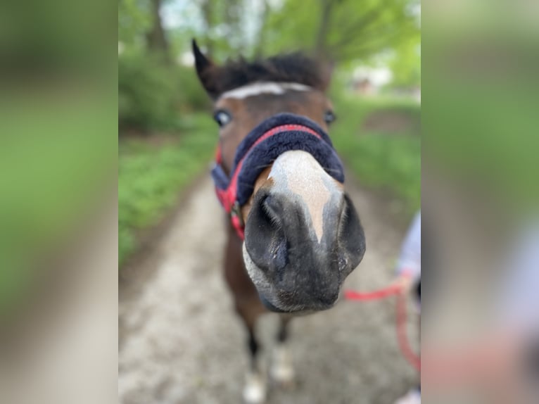 Plus de poneys/petits chevaux Hongre 10 Ans 134 cm Bai in Netolice