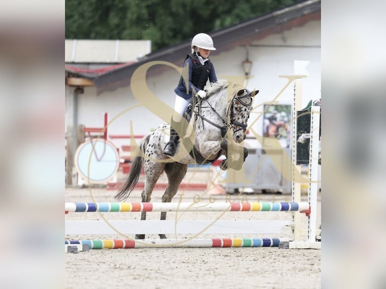 Plus de poneys/petits chevaux Croisé Hongre 10 Ans 137 cm Léopard in Kaldenkirchen