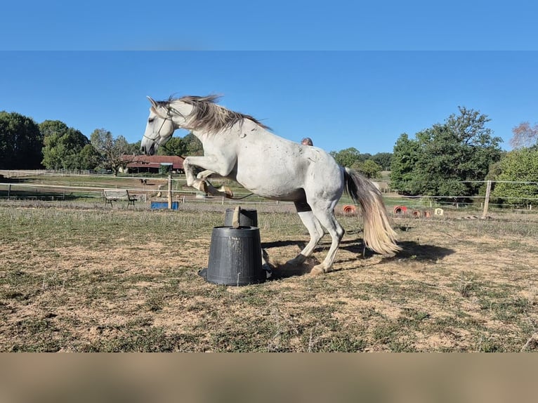 Plus de poneys/petits chevaux Hongre 10 Ans 142 cm Gris in Nantheuil