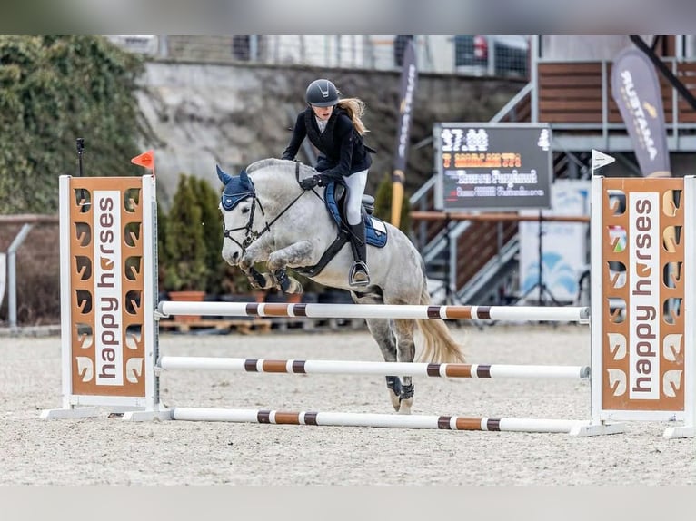 Plus de poneys/petits chevaux Hongre 10 Ans 143 cm Gris in Prag