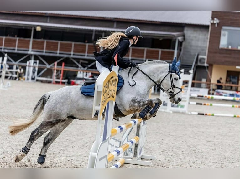 Plus de poneys/petits chevaux Hongre 10 Ans 143 cm Gris in Prag