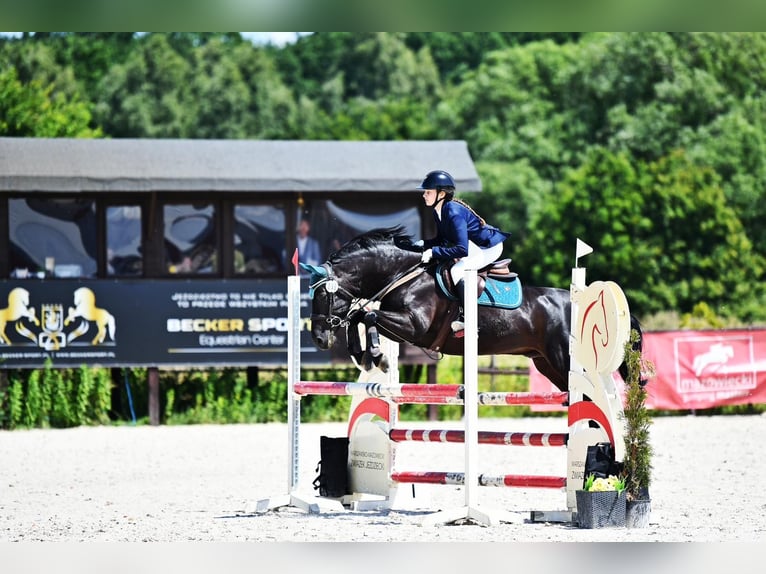 Plus de poneys/petits chevaux Hongre 10 Ans 143 cm Noir in &#x141;o&#x15B;