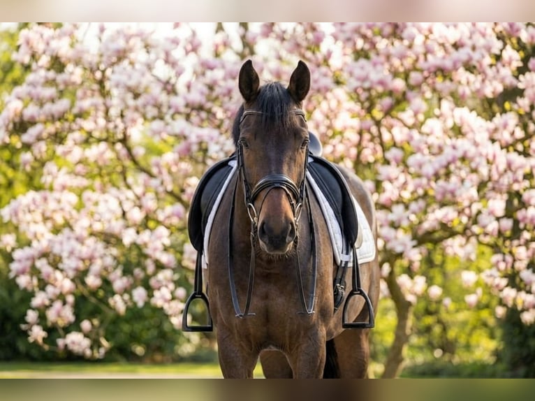 Plus de poneys/petits chevaux Hongre 10 Ans 145 cm Bai in Kecskemét