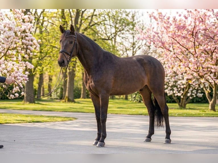 Plus de poneys/petits chevaux Hongre 10 Ans 145 cm Bai in Kecskemét