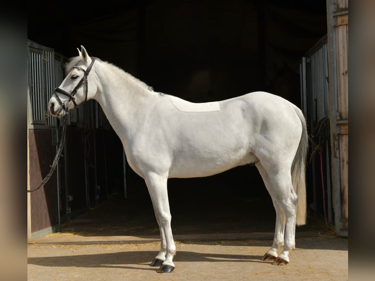 Plus de poneys/petits chevaux Hongre 10 Ans 145 cm Gris in Geilenkirchen
