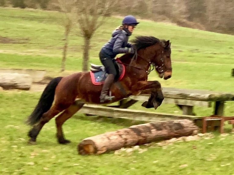 Plus de poneys/petits chevaux Hongre 10 Ans 147 cm Bai in Delbrück