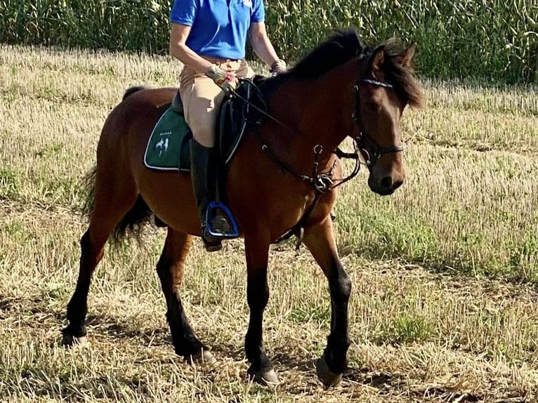 Plus de poneys/petits chevaux Hongre 10 Ans 147 cm Bai in Delbrück