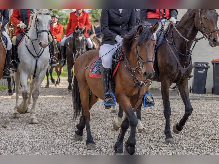 Plus de poneys/petits chevaux Hongre 10 Ans 147 cm Bai in Delbrück