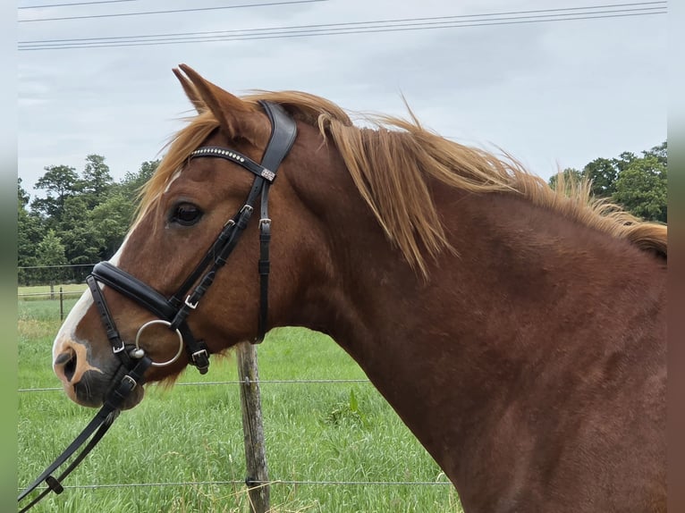 Plus de poneys/petits chevaux Hongre 10 Ans 148 cm Alezan in Wachtendonk