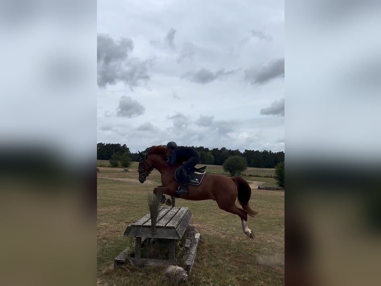 Plus de poneys/petits chevaux Hongre 10 Ans 148 cm Alezan in SoltendieckSoltendieck