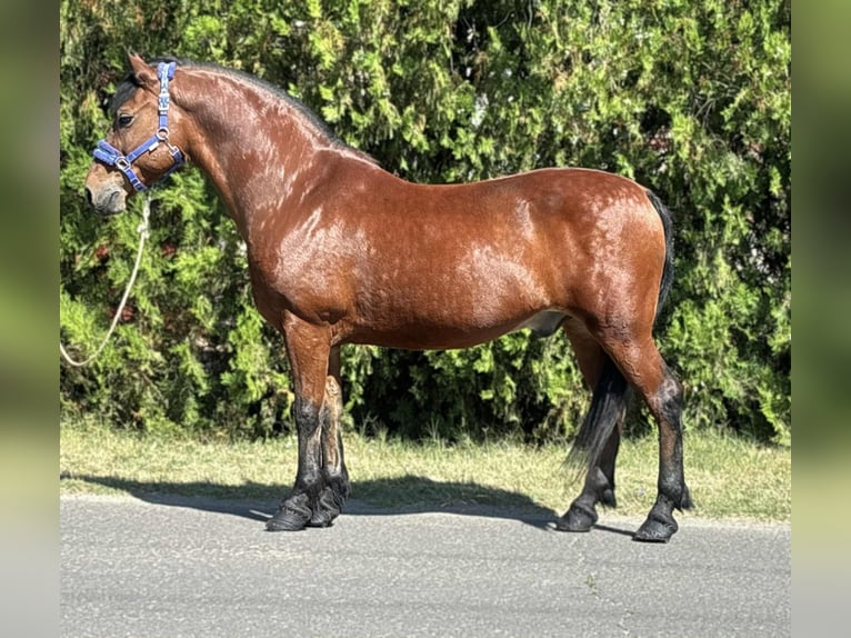 Plus de poneys/petits chevaux Hongre 10 Ans 151 cm Bai in B&#xE9;k&#xE9;s