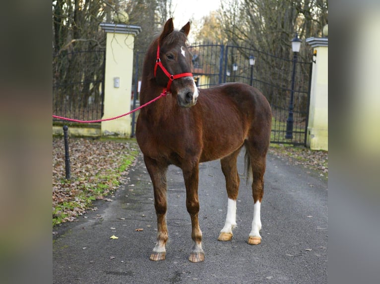 Plus de poneys/petits chevaux Hongre 10 Ans 152 cm Bai in Békéscsaba