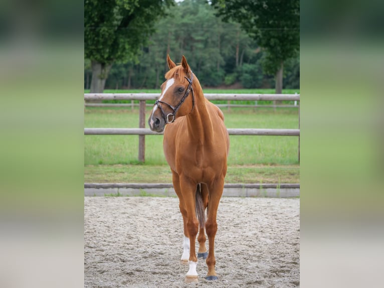 Plus de poneys/petits chevaux Hongre 10 Ans 160 cm Alezan in Dohren
