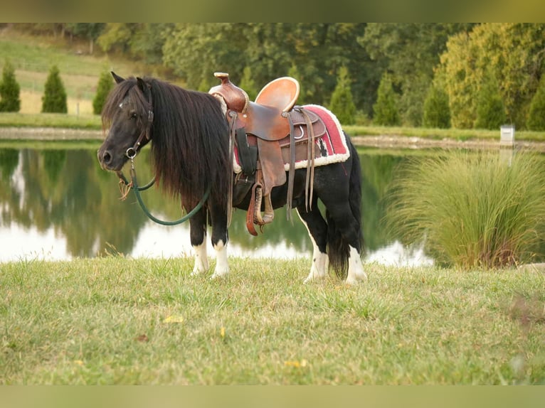 Plus de poneys/petits chevaux Hongre 10 Ans 86 cm Pinto in Fresno