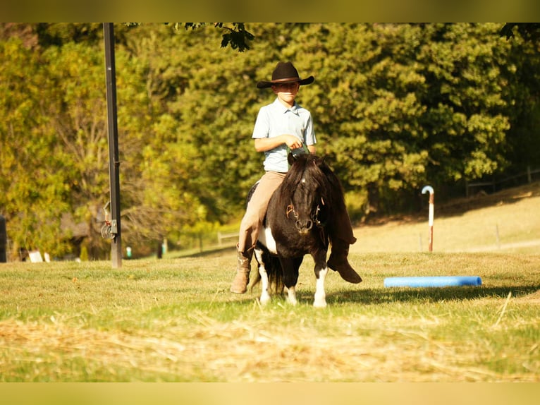 Plus de poneys/petits chevaux Hongre 10 Ans 86 cm Pinto in Fresno